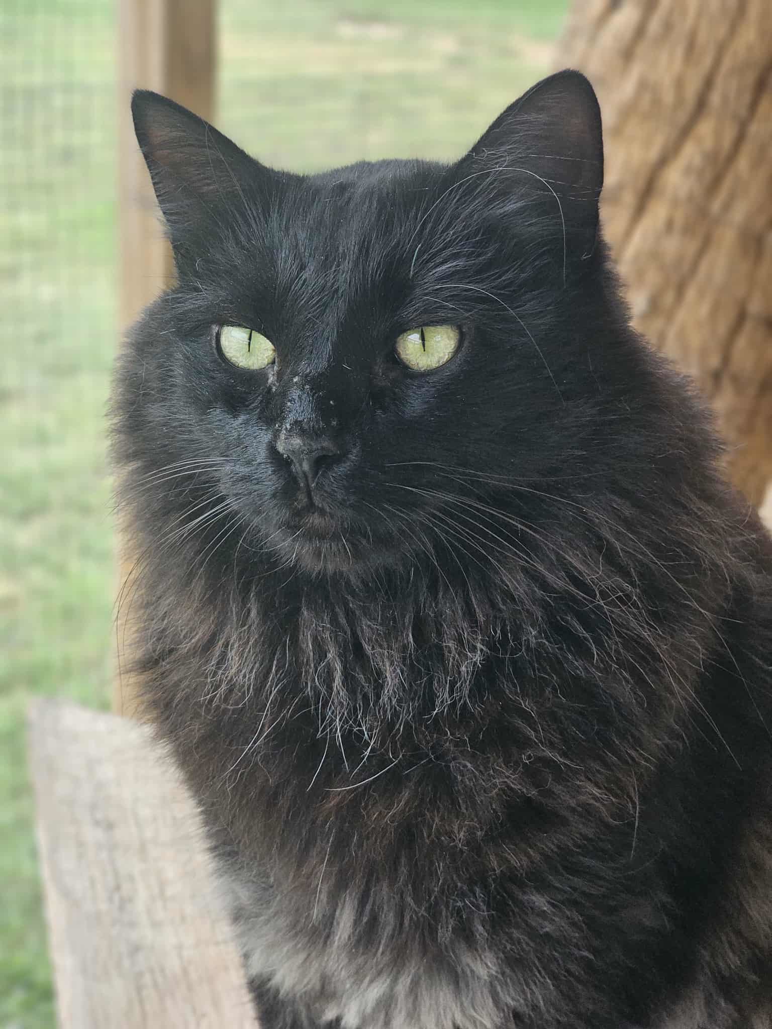 Vickie, an adoptable Domestic Medium Hair in San Angelo , TX, 76904 | Photo Image 2