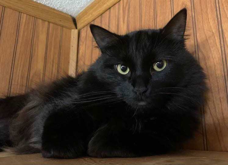 Vickie, an adoptable Domestic Medium Hair in San Angelo , TX, 76904 | Photo Image 3