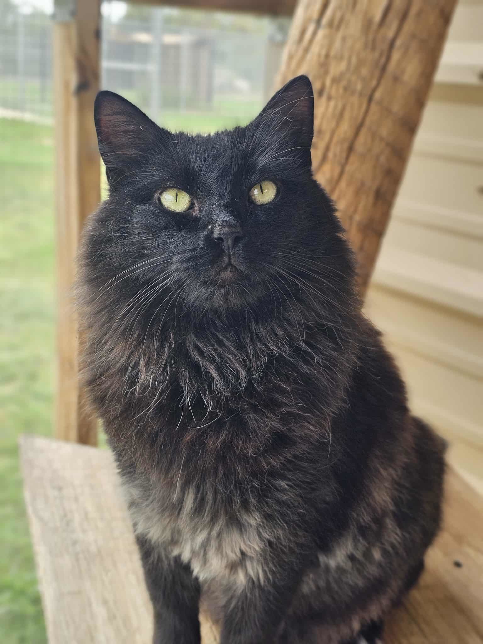 Vickie, an adoptable Domestic Medium Hair in San Angelo , TX, 76904 | Photo Image 3