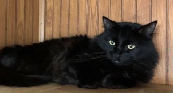 Vickie, an adoptable Domestic Medium Hair in San Angelo , TX, 76904 | Photo Image 4