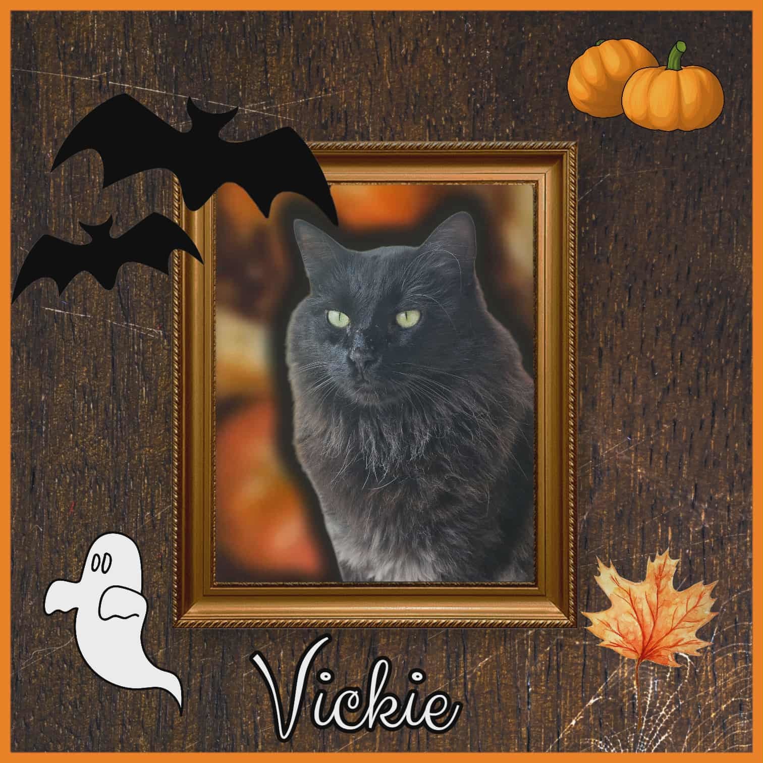 Vickie, an adoptable Domestic Medium Hair in San Angelo , TX, 76904 | Photo Image 4