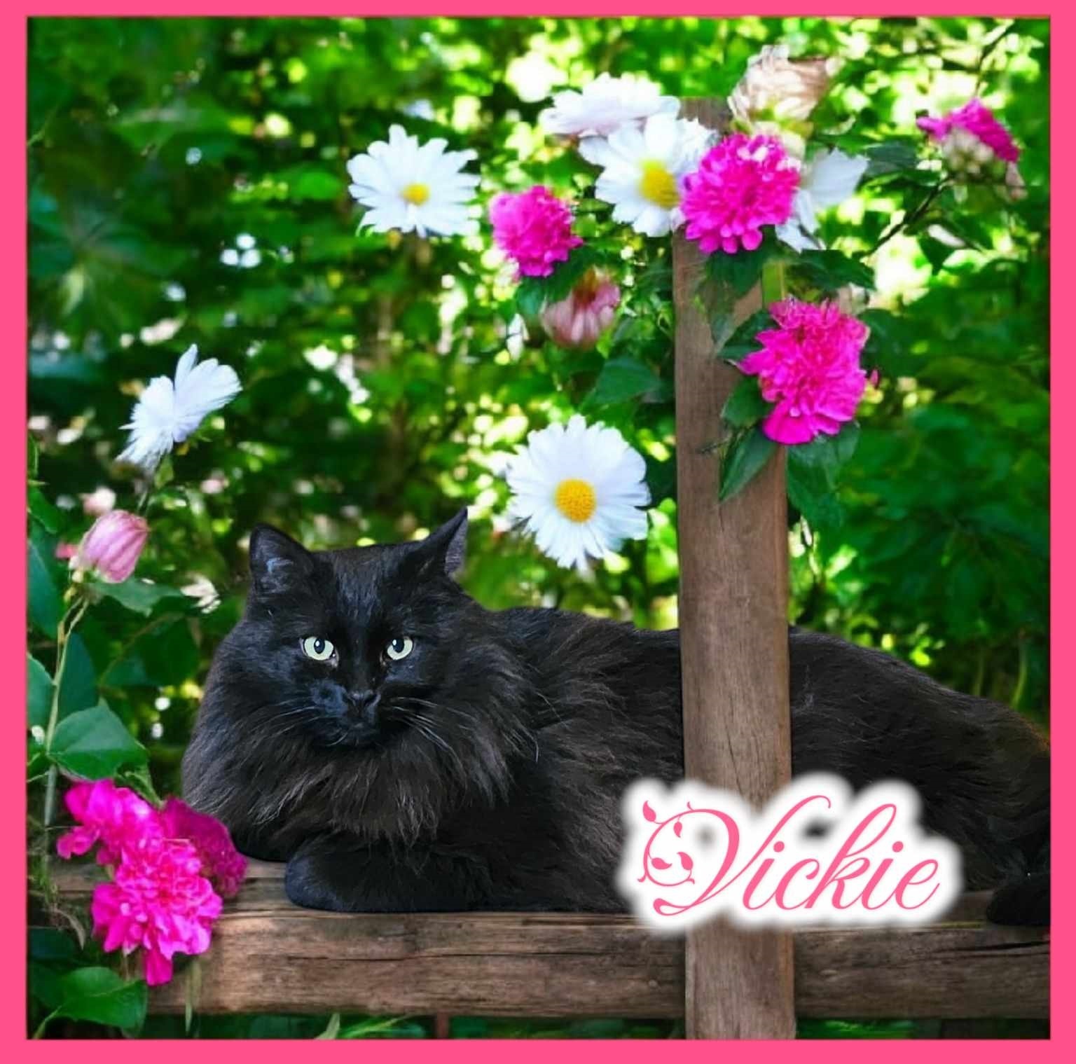 Vickie, an adoptable Domestic Medium Hair in San Angelo , TX, 76904 | Photo Image 5