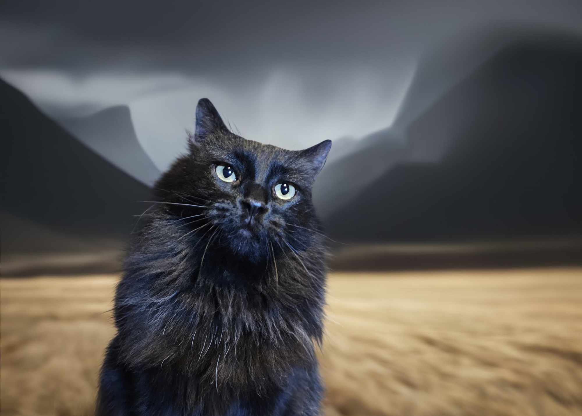 Vickie, an adoptable Domestic Medium Hair in San Angelo , TX, 76904 | Photo Image 6