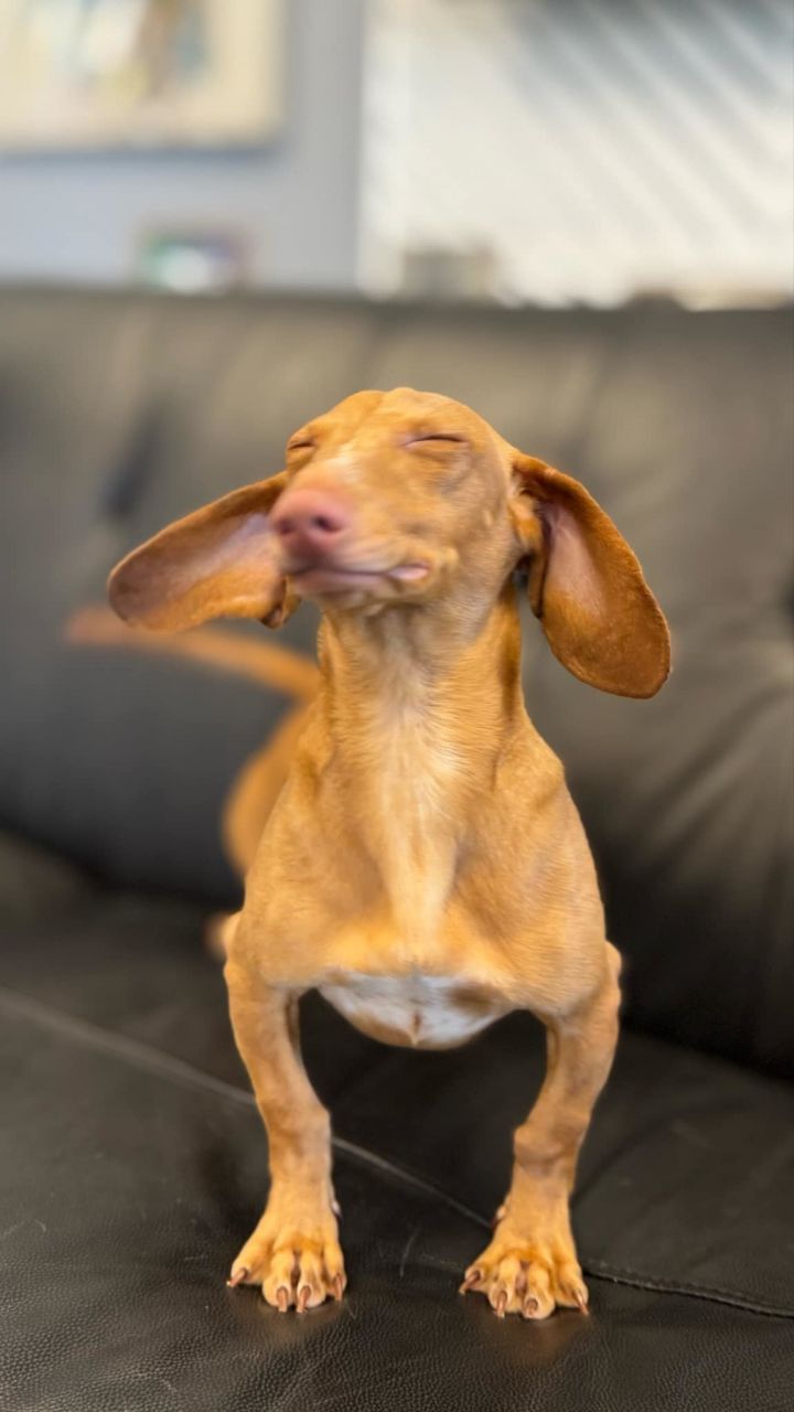 Milo 2