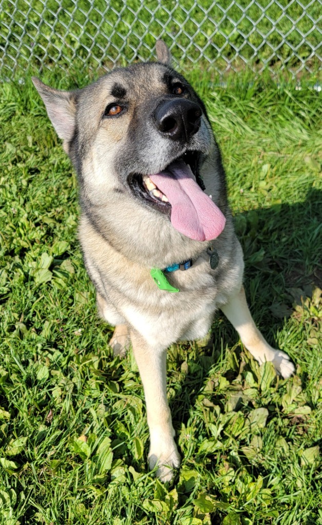 Pal, an adoptable German Shepherd Dog, Husky in Medford, WI, 54451 | Photo Image 1