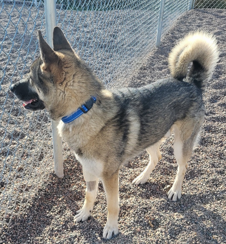 Pal, an adoptable German Shepherd Dog in Medford, WI, 54451 | Photo Image 3