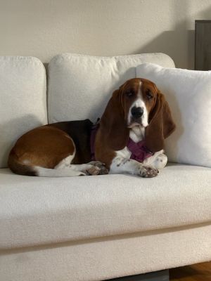 Bella Basset