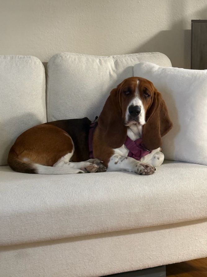Bella Basset