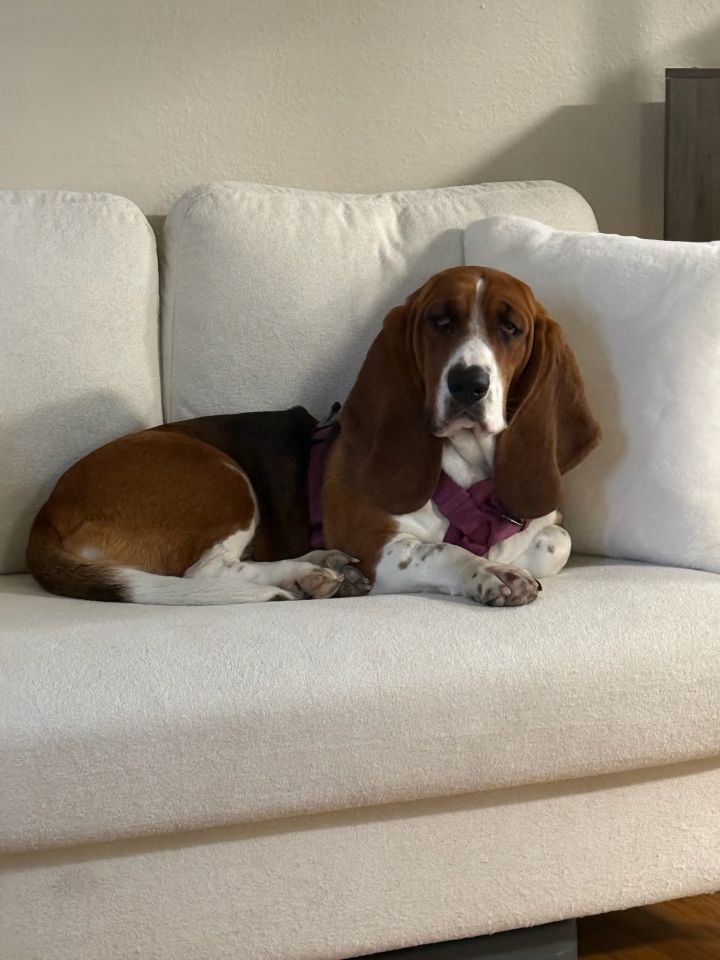 Bella Basset 1