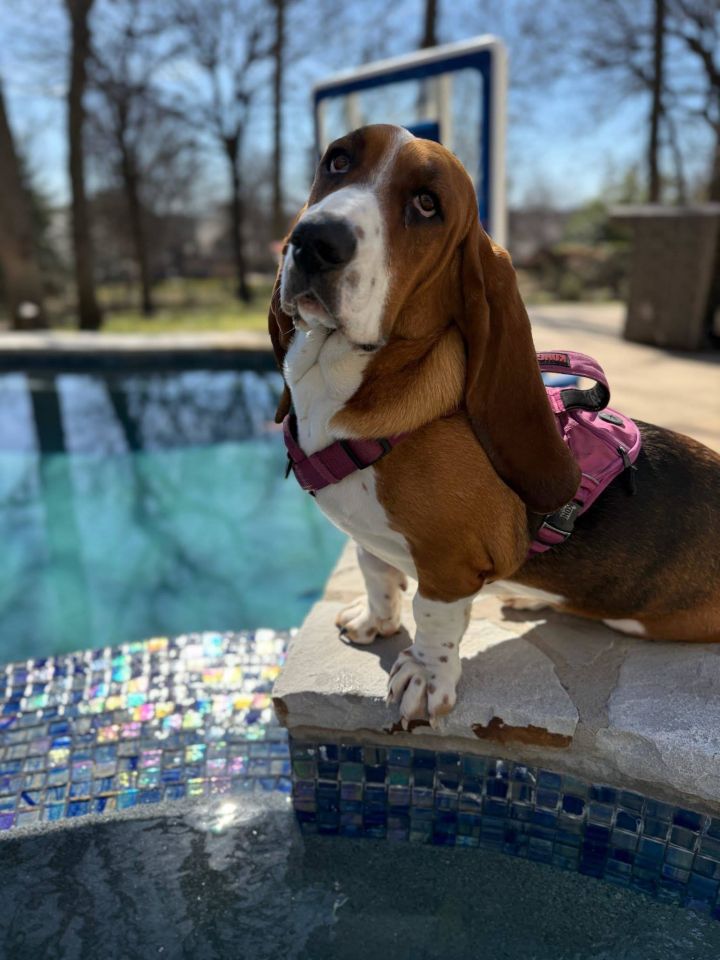 Bella Basset 2