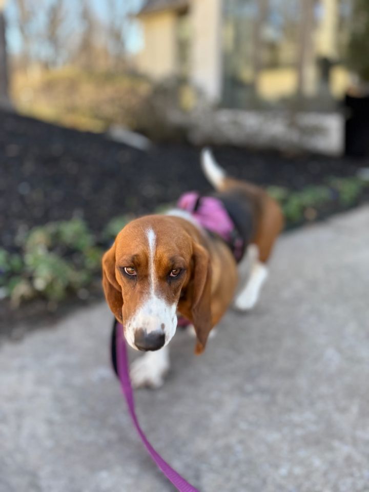 Bella Basset 3