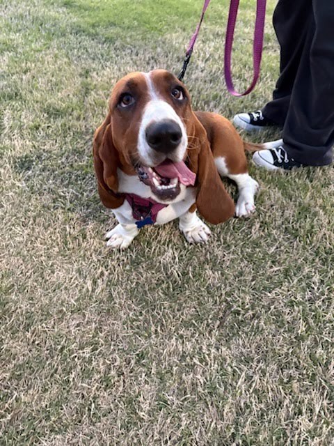 Bella Basset 4