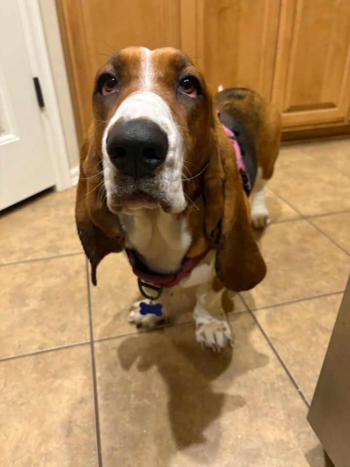 Bella Basset 5