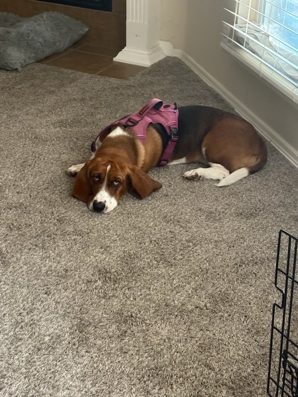 Bella Basset 6
