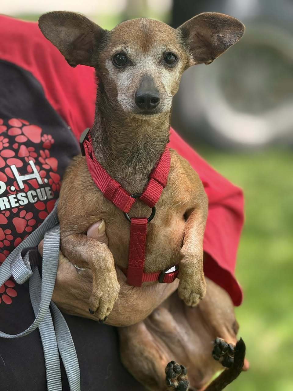 Sammy