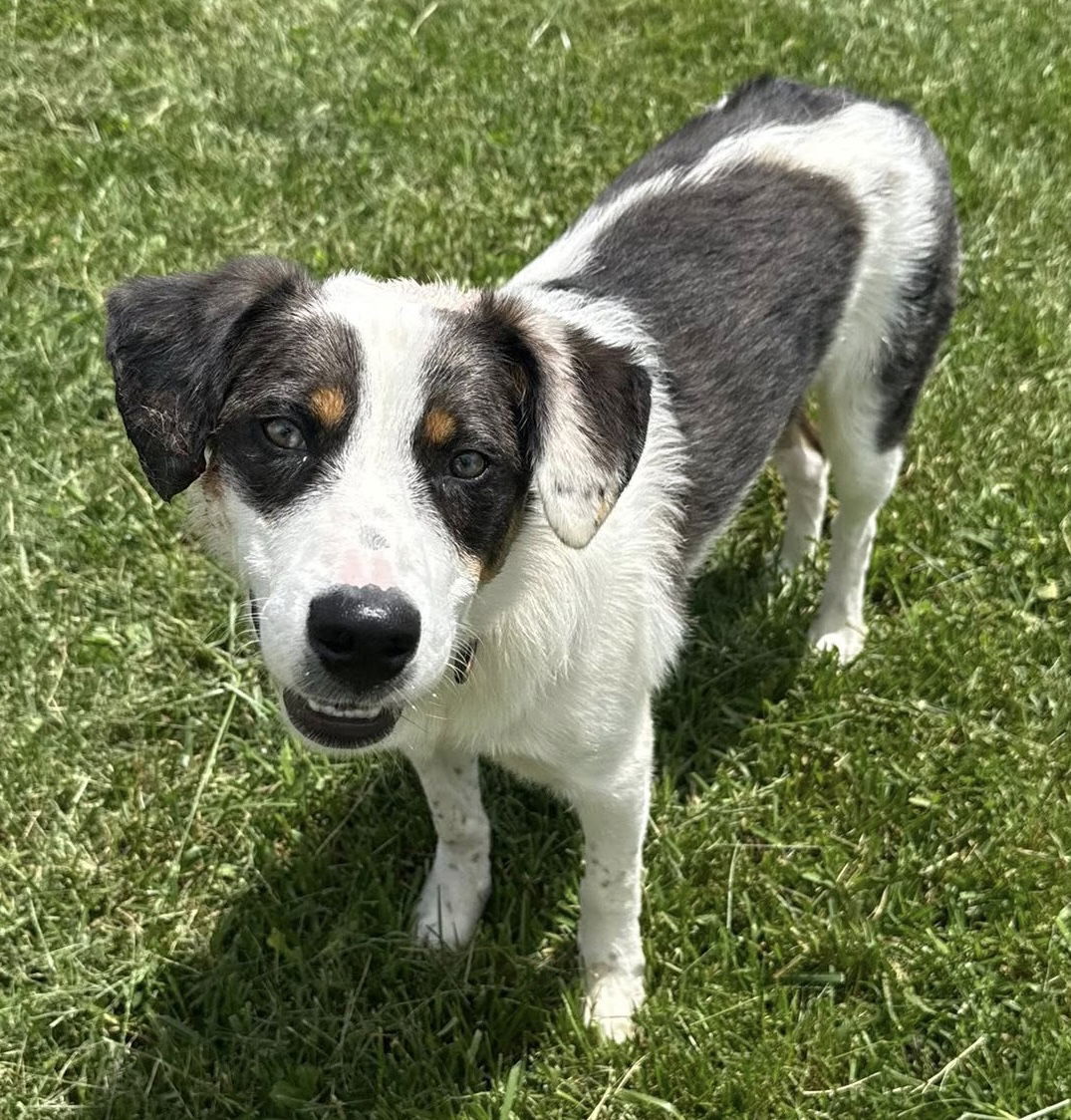 Philadelphia Eagles Pups - Jaylen