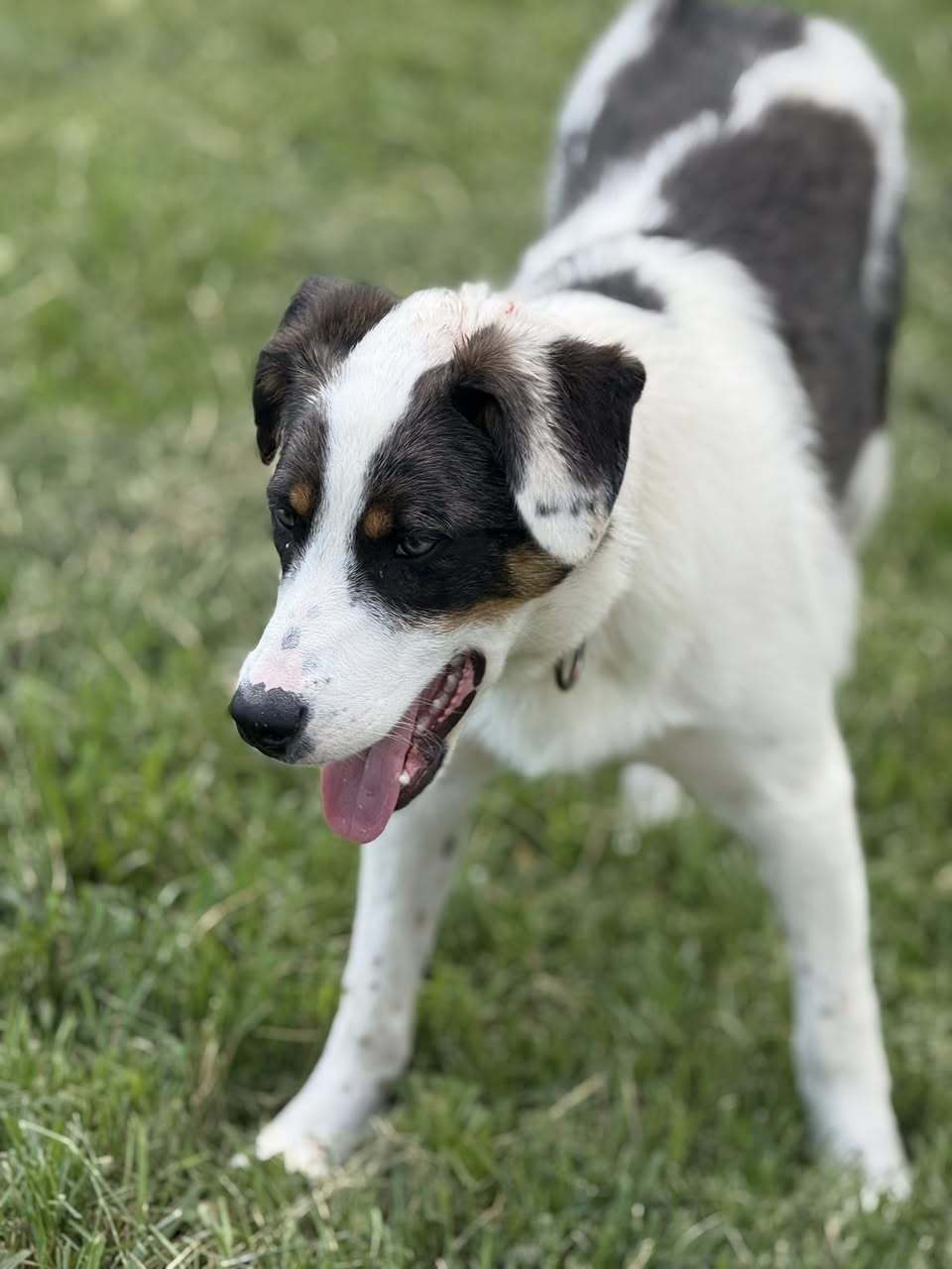 Philadelphia Eagles Pups - Jaylen