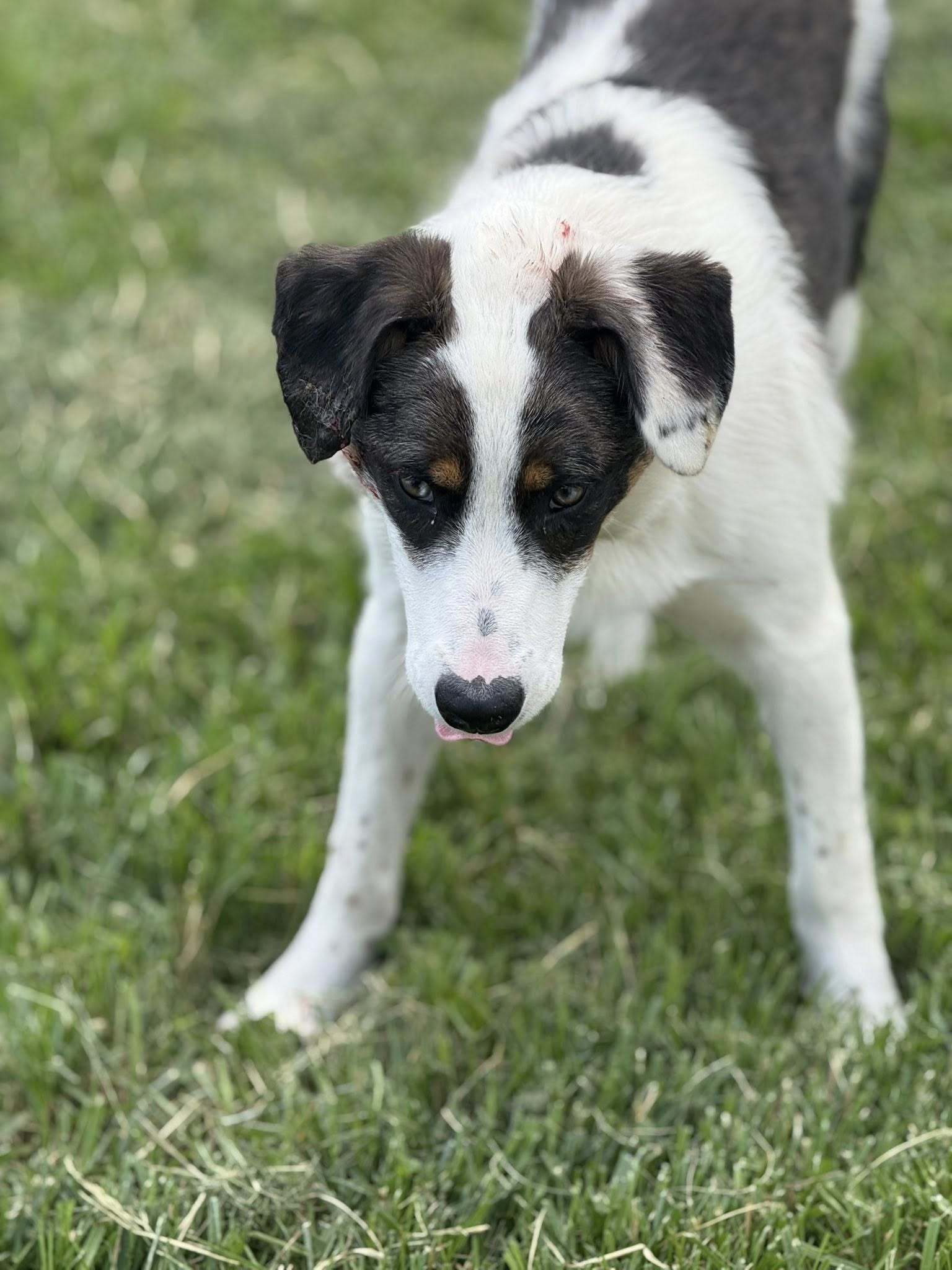 Philadelphia Eagles Pups - Jaylen