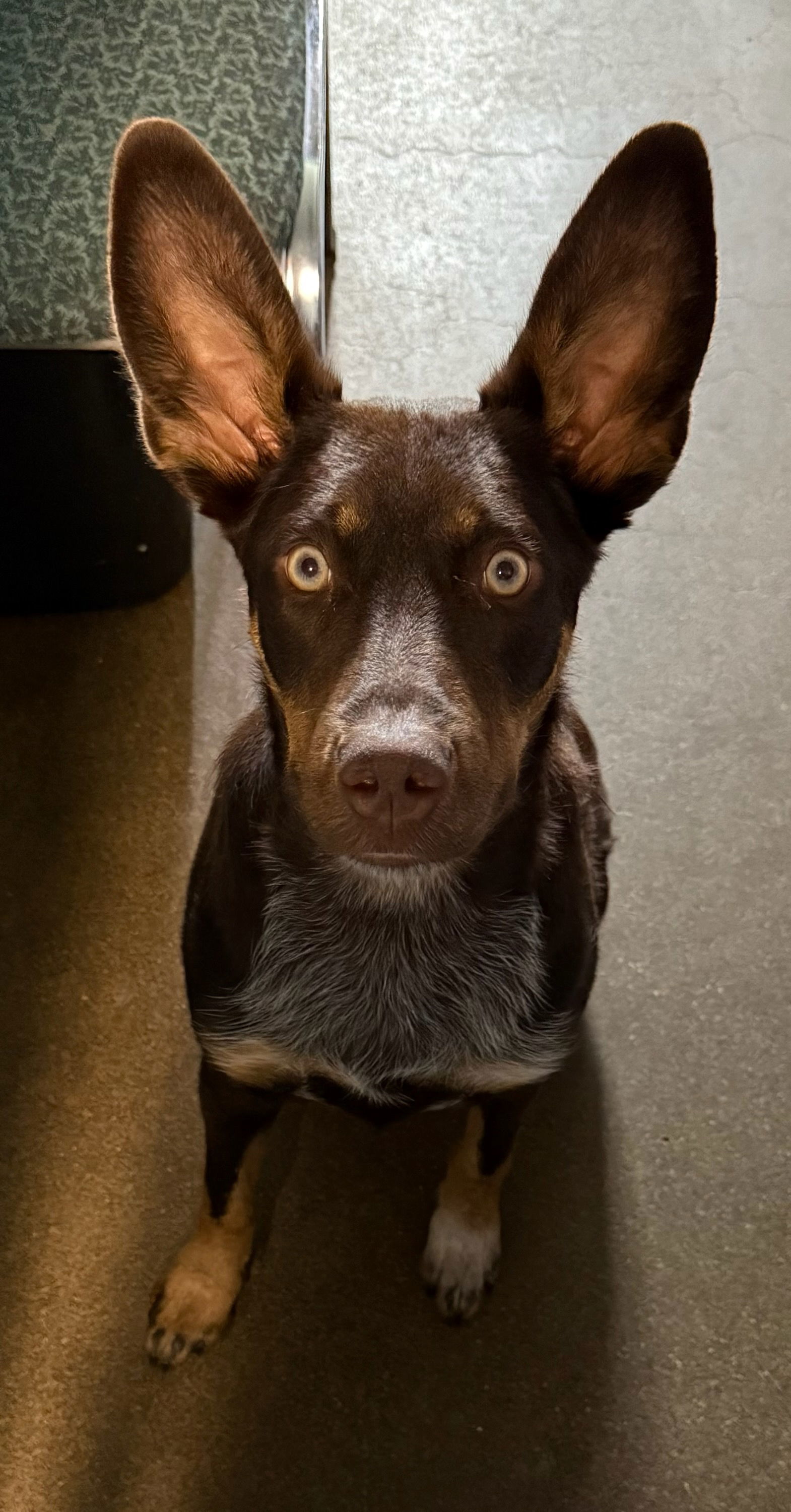 Philadelphia Eagles Pups - Devonte