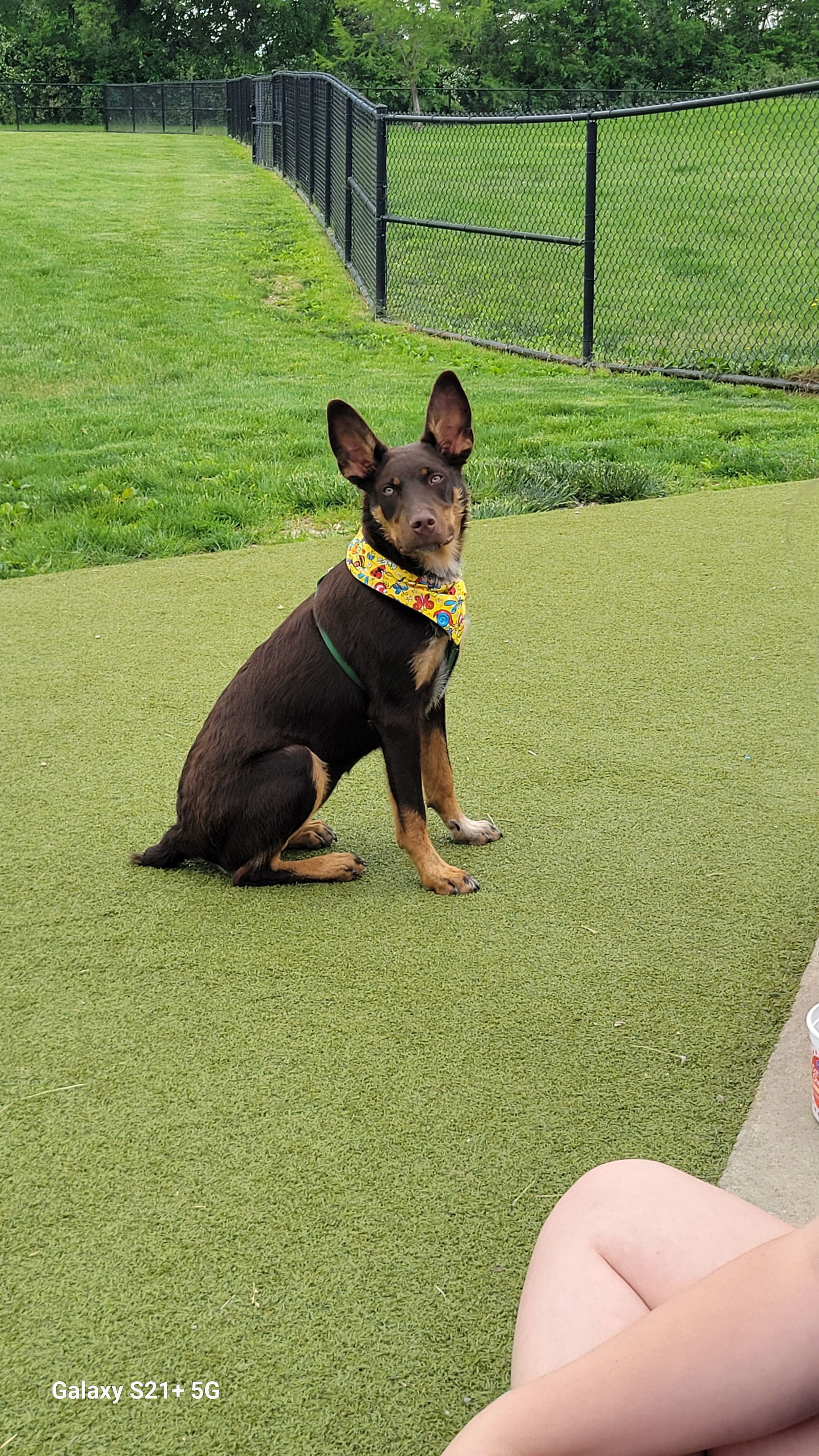 Philadelphia Eagles Pups - Devonte