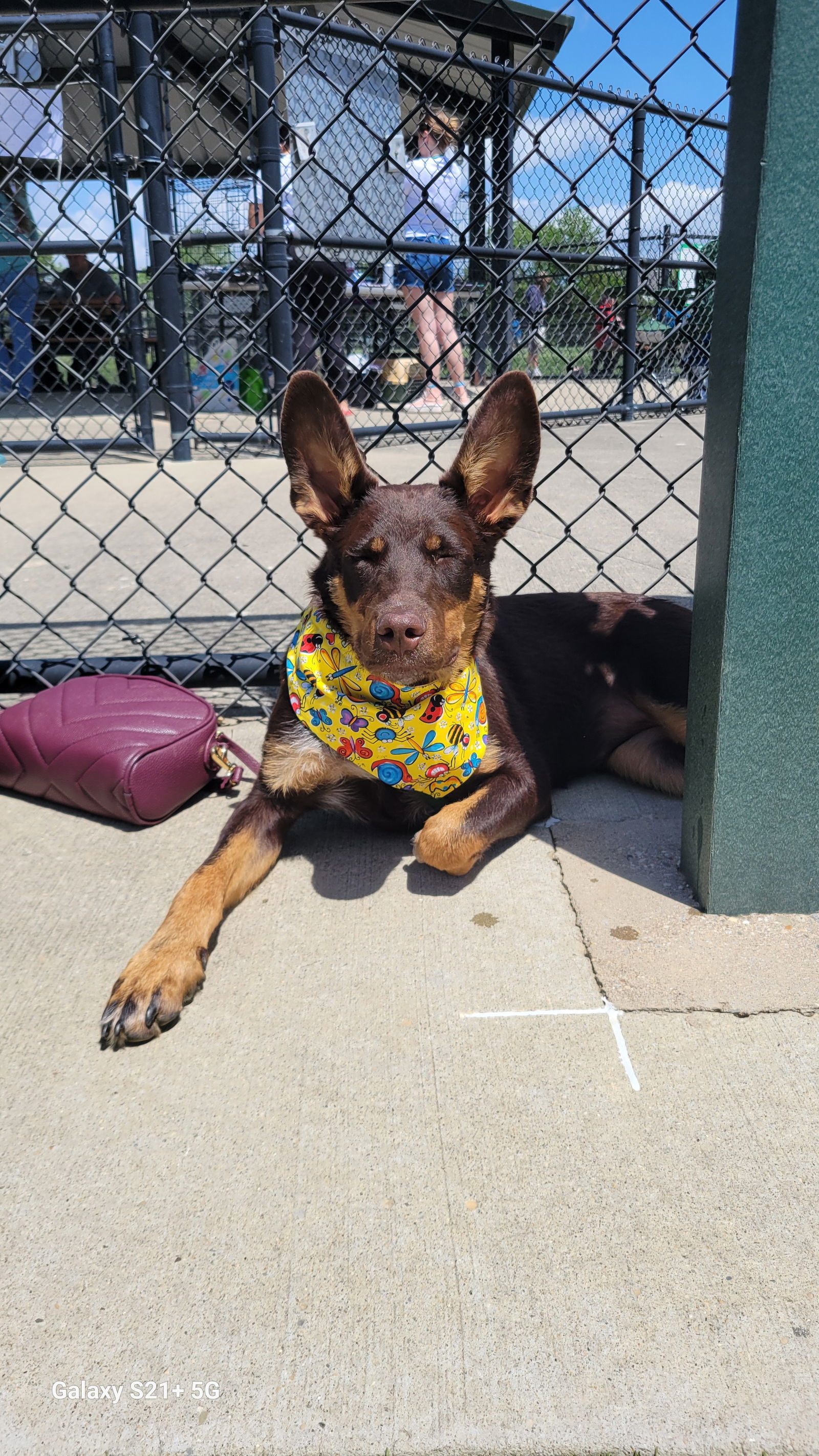 Philadelphia Eagles Pups - Devonte