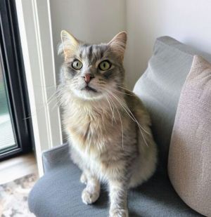 Say hello to Paws Such a big sweet girl she will lay on your legs at night and is a