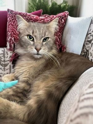 Say hello to Paws Such a big sweet girl she will lay on your legs at night and is a