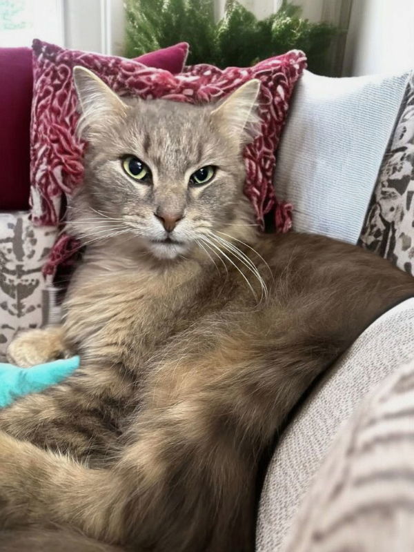 Paws