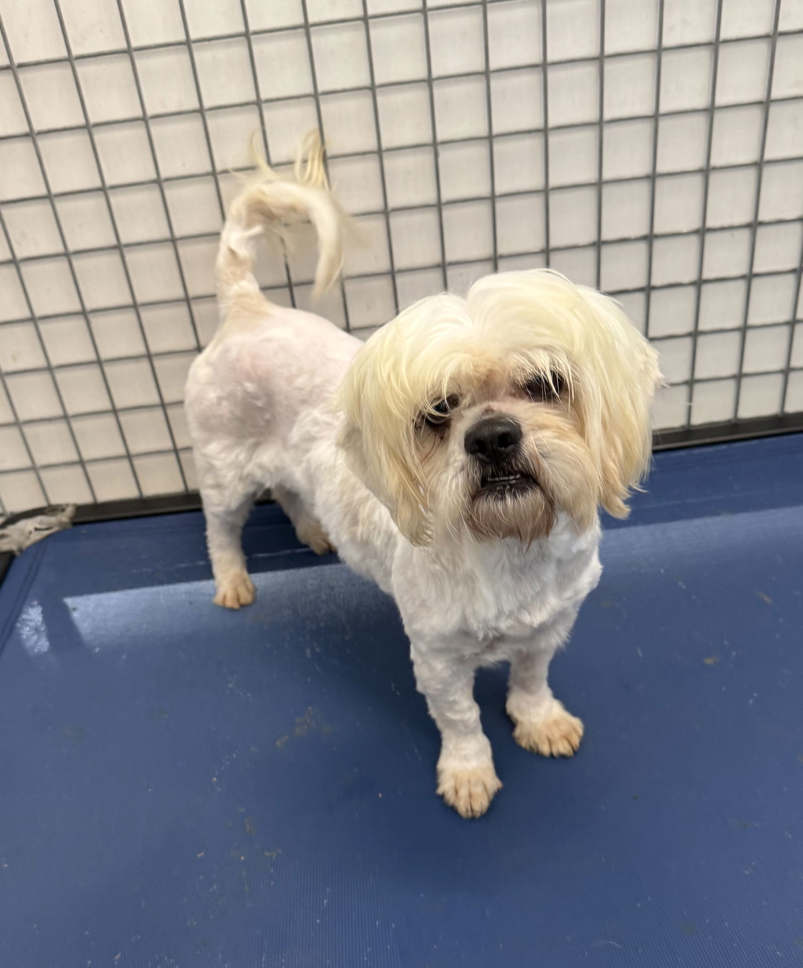 Pancake, an adoptable Pekingese, Maltese in Chico, CA, 95973 | Photo Image 1