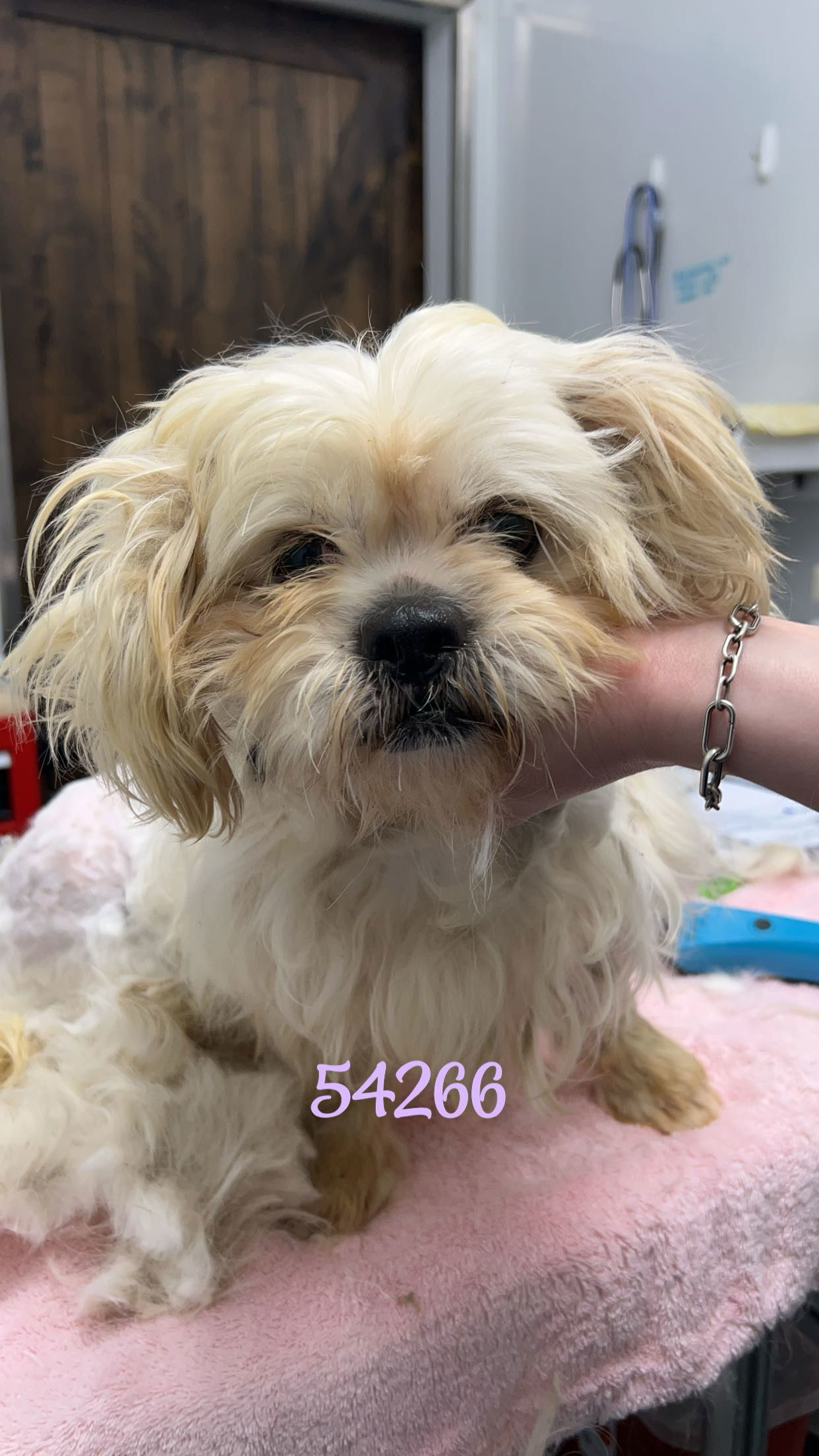 Pancake, an adoptable Pekingese, Maltese in Chico, CA, 95973 | Photo Image 2