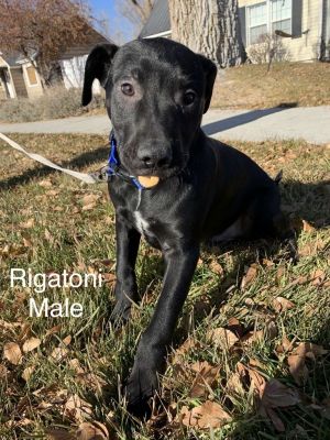 Rigatoni, Young Male Pit Bull Terrier