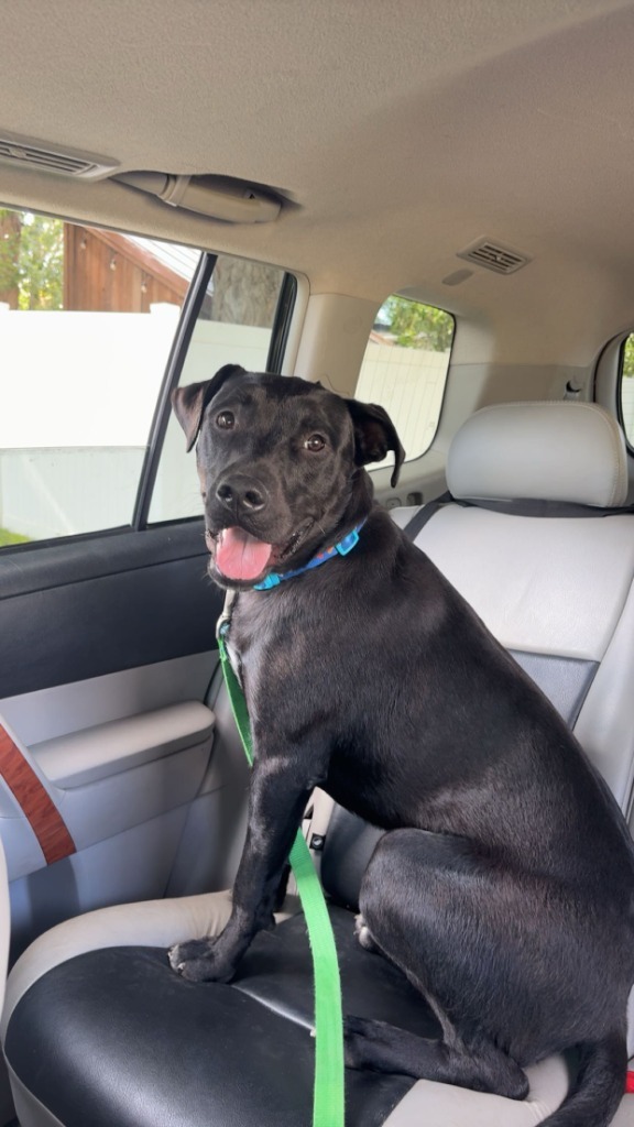 Rigatoni, an adoptable Pit Bull Terrier, Labrador Retriever in Heber City, UT, 84032 | Photo Image 1
