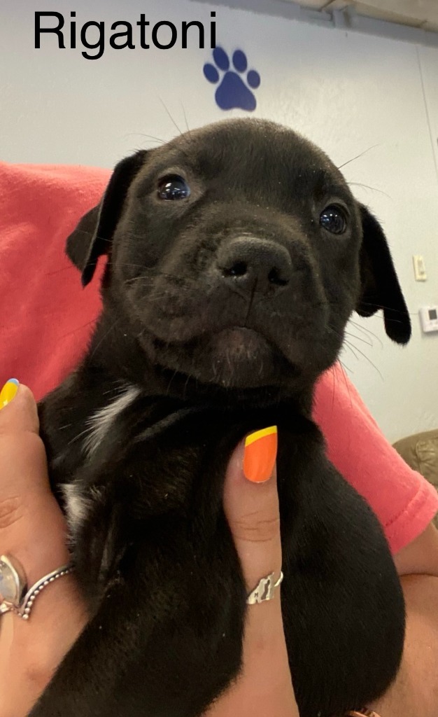 Rigatoni, an adoptable Pit Bull Terrier, Labrador Retriever in Heber City, UT, 84032 | Photo Image 2