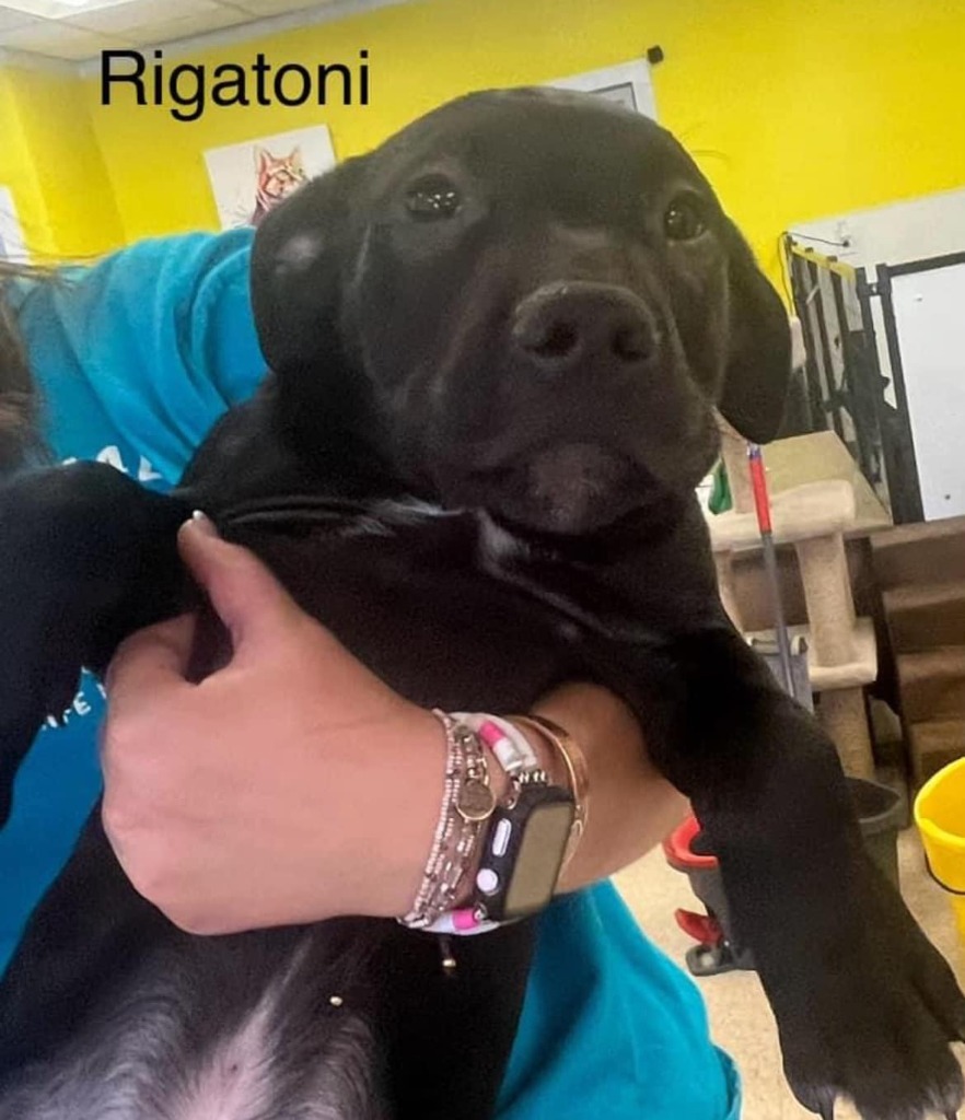 Rigatoni, an adoptable Pit Bull Terrier, Labrador Retriever in Heber City, UT, 84032 | Photo Image 3