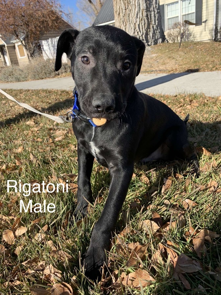 Rigatoni, an adoptable Pit Bull Terrier, Labrador Retriever in Heber City, UT, 84032 | Photo Image 4