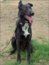Deacon photo 1