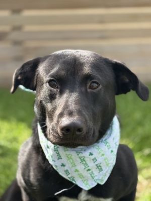Dave, Adult Male Labrador Retriever