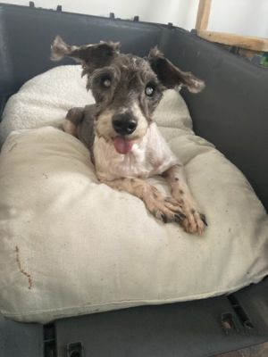 Crystal is a spunky senior with lots of love to give Shes currently healing from her time on the s