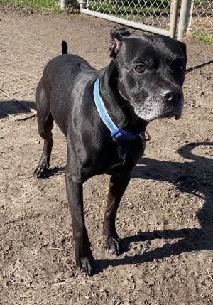 177402 Bruno, Senior Male Labrador Retriever