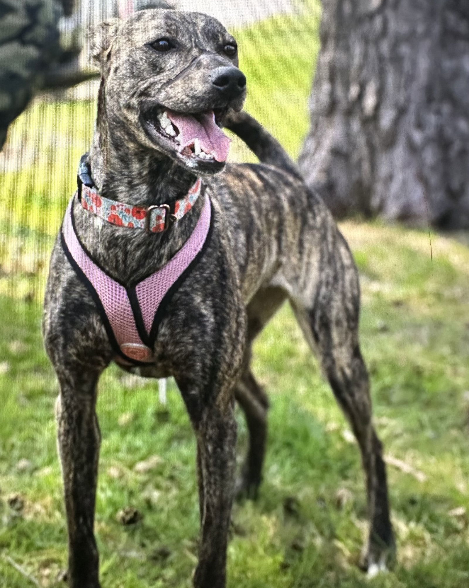 Kiara, an adoptable Whippet, Mountain Cur in Brooklyn Center, MN, 55429 | Photo Image 1