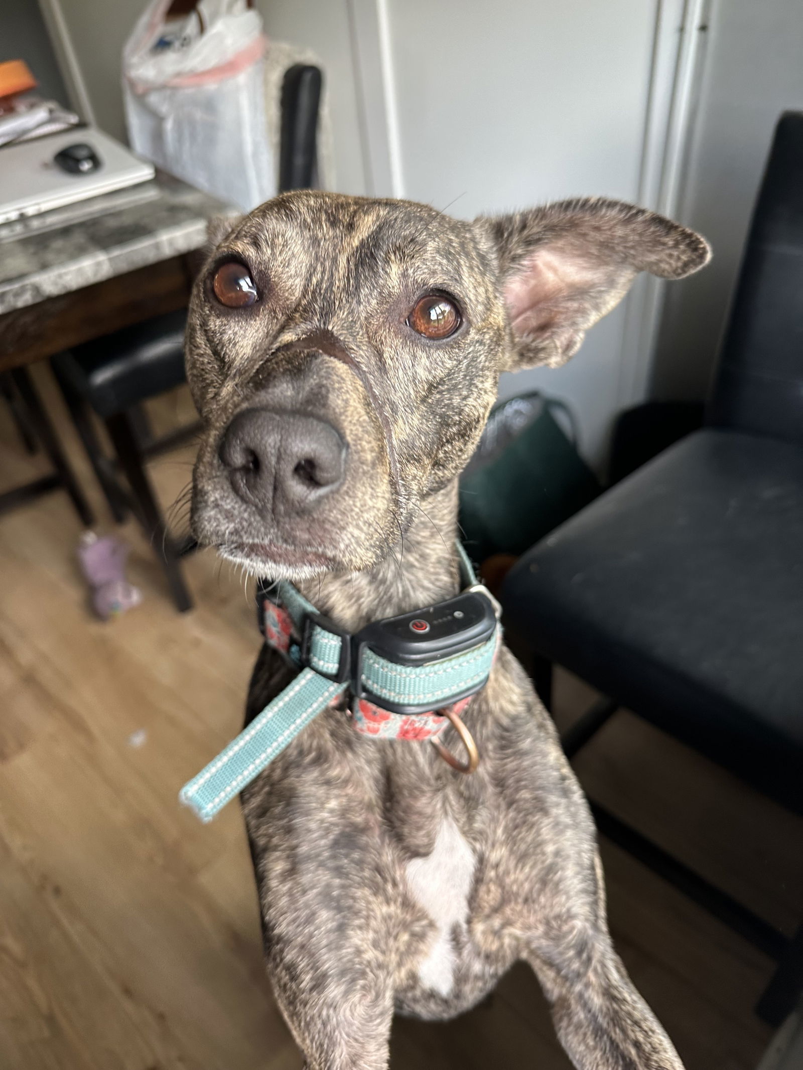 Kiara, an adoptable Whippet, Mountain Cur in Brooklyn Center, MN, 55429 | Photo Image 2