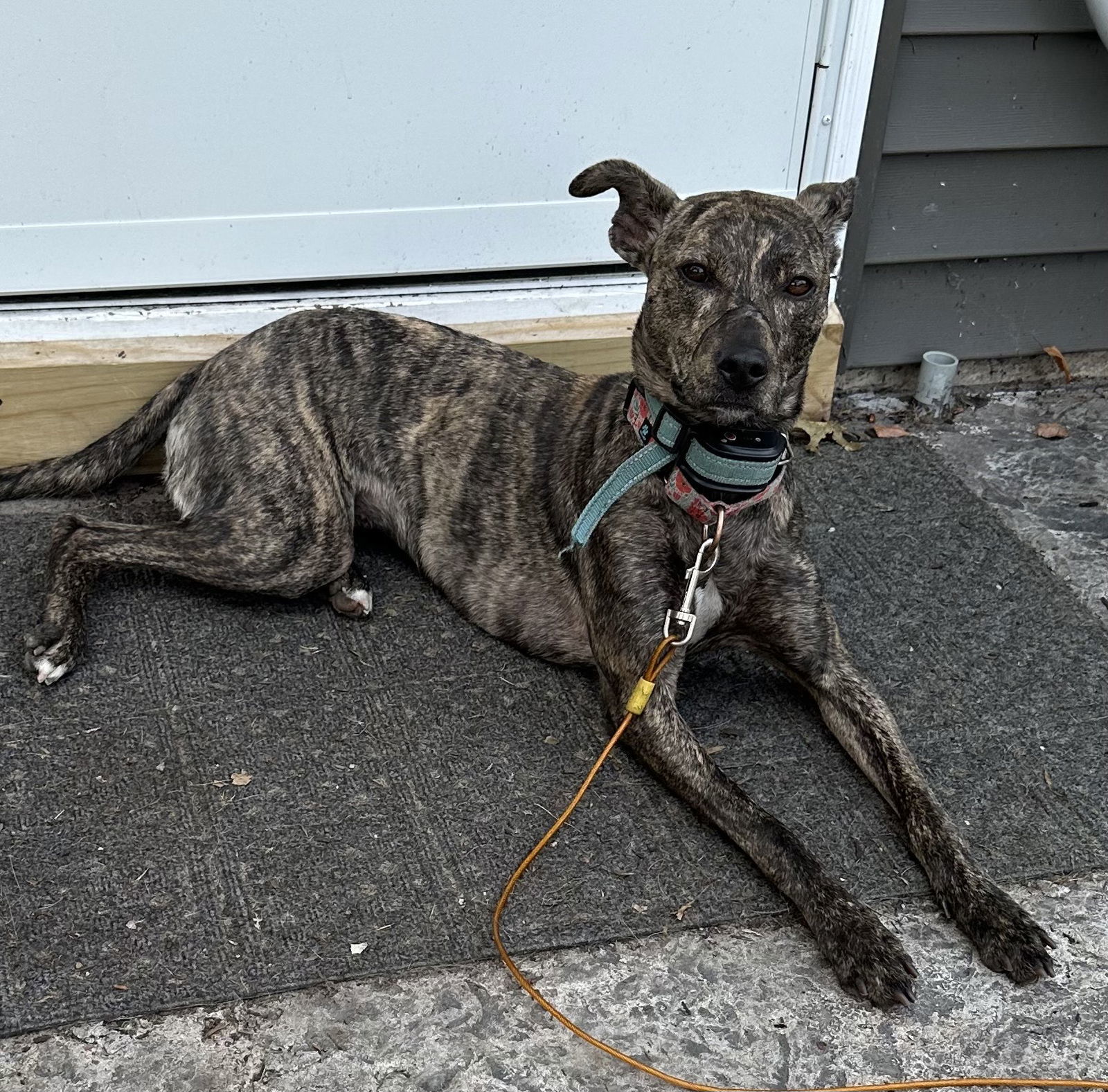 Kiara, an adoptable Whippet, Mountain Cur in Brooklyn Center, MN, 55429 | Photo Image 3