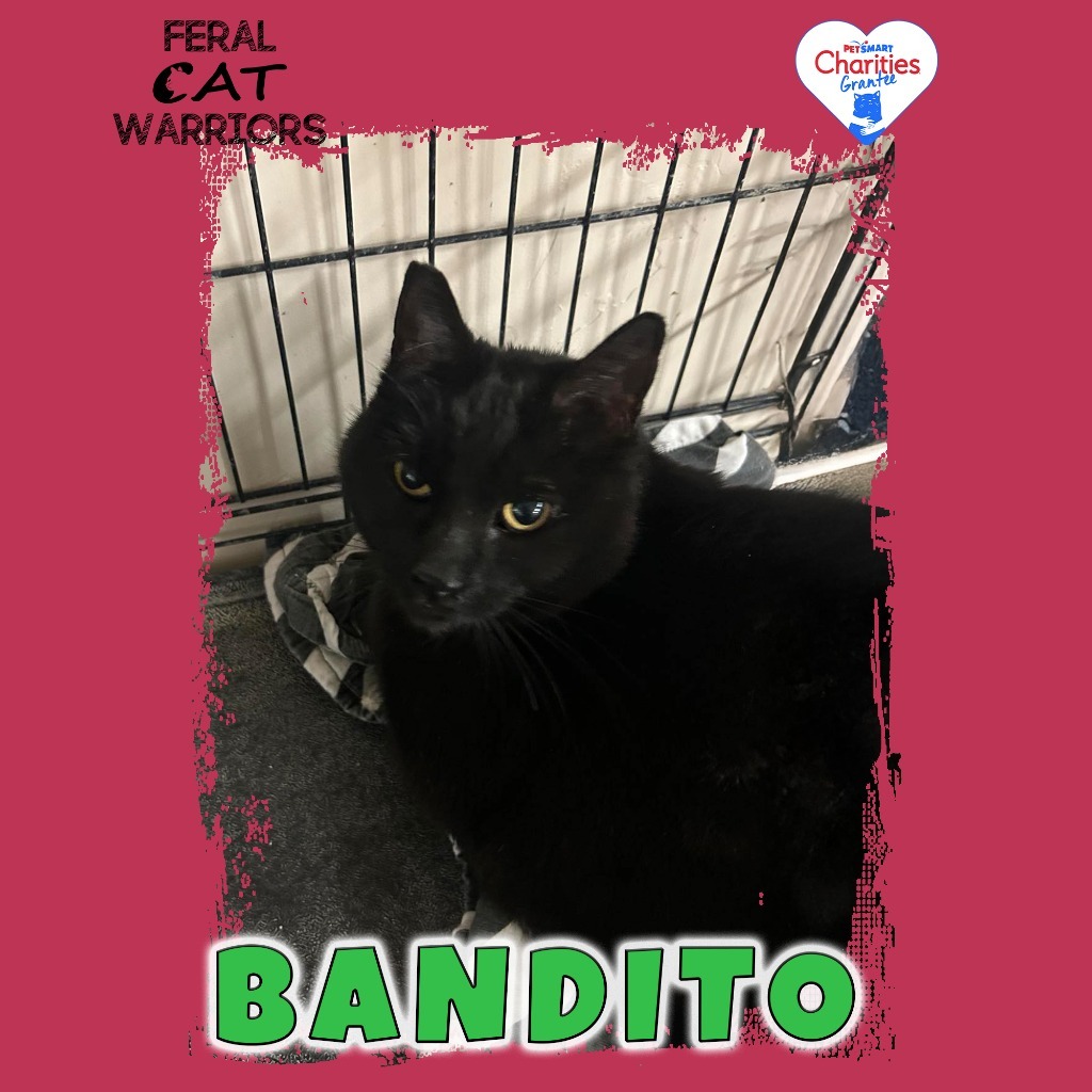 Bandito, an adoptable Domestic Short Hair in Kingman, AZ, 86401 | Photo Image 1