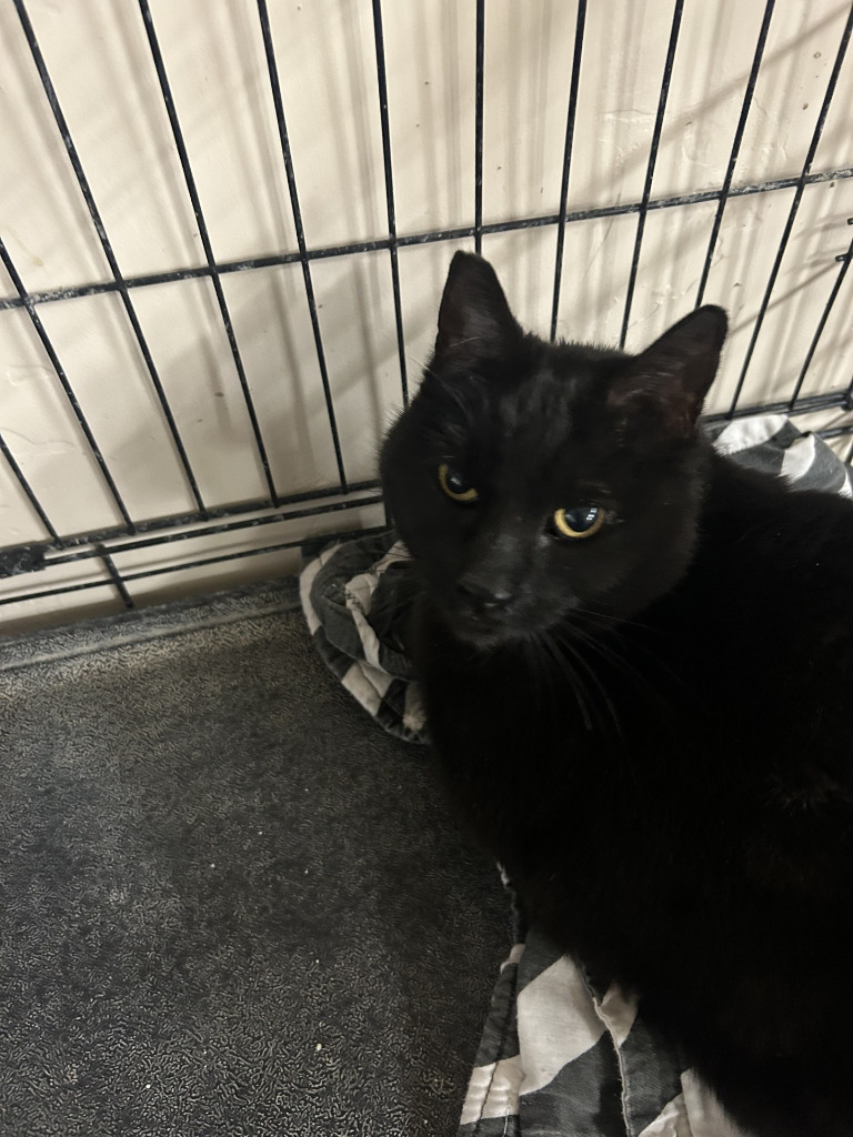 Bandito, an adoptable Domestic Short Hair in Kingman, AZ, 86401 | Photo Image 2