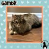 Gambit photo 1