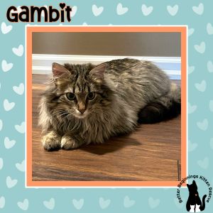 Gambit