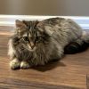 Gambit photo 5