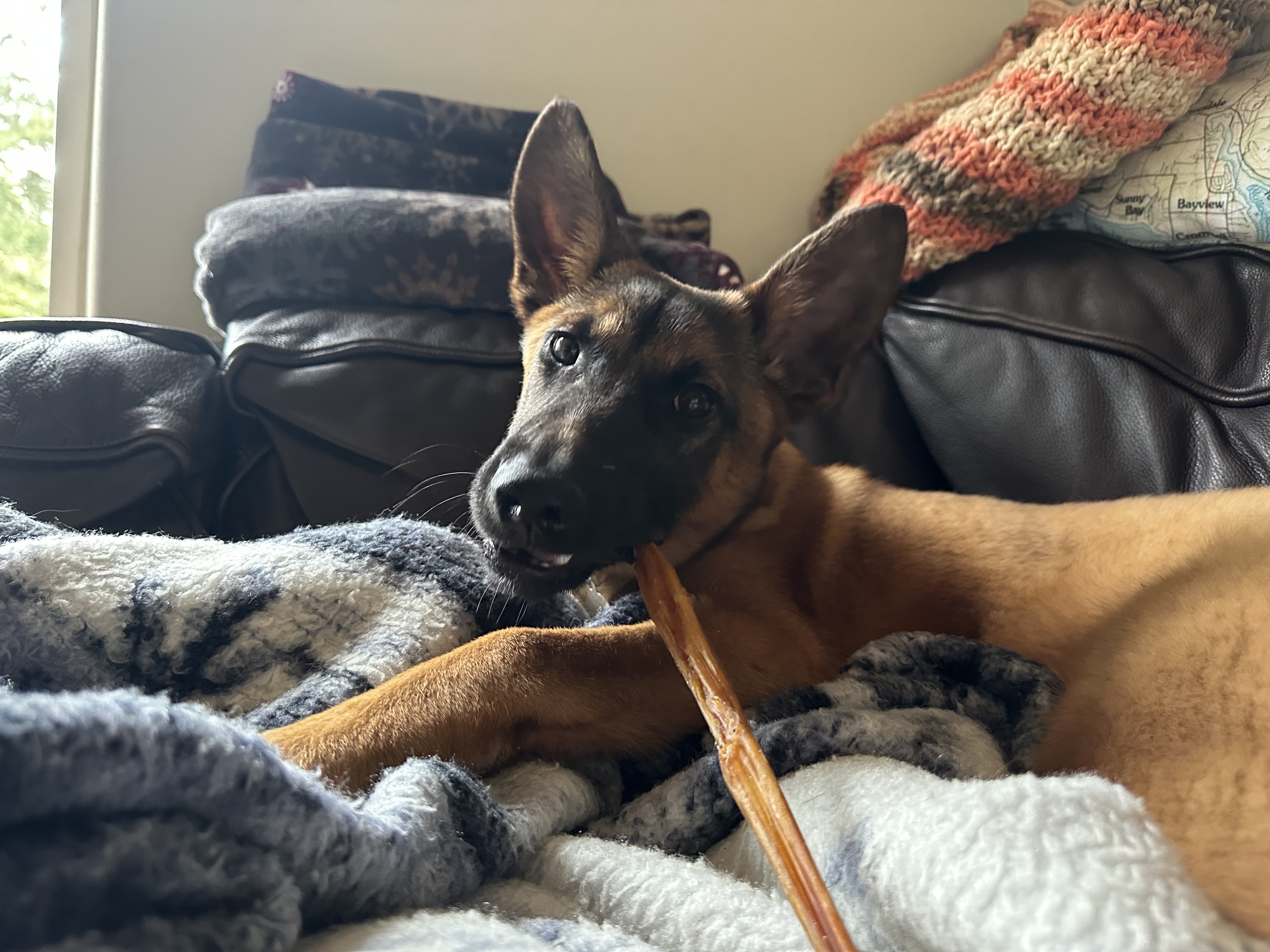 Amy