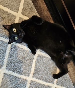 Ritzy Mitzy, Adult Female Domestic Short Hair