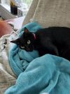 Ritzy Mitzy photo 3